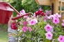 Gardening for beginners - the gardening year