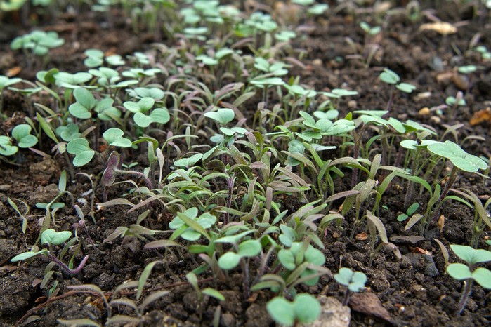 Green manure seedlings