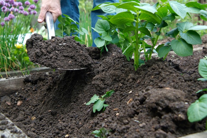 How to grow potatoes - earthing up potatoes