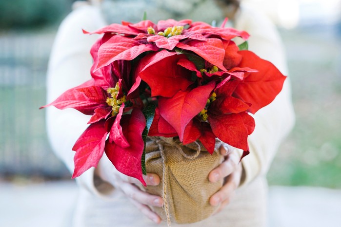 Gift-wrapped poinsettia. Getty Images