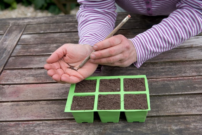 Sowing romanesco seeds in a modular tray