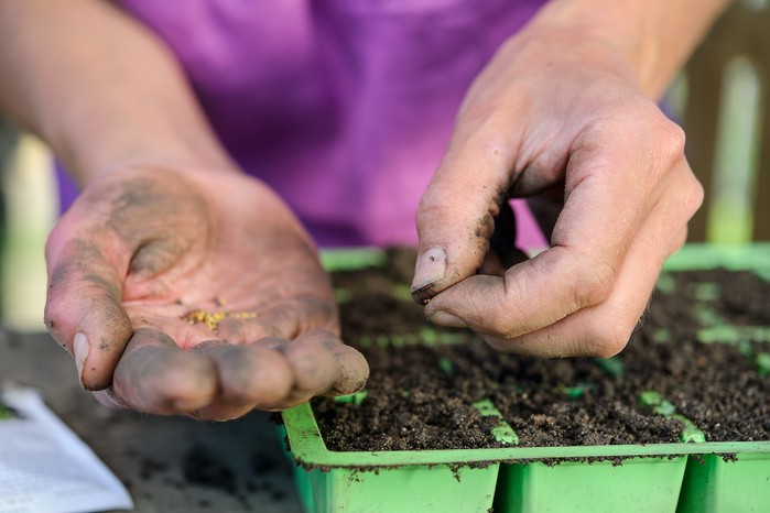 The gardening year - sowing seed