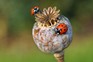 Help wildlife survive winter - ladybirds on a poppy seedhead. Getty Images.