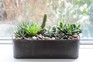 Eight house plants to grow on a windowsill