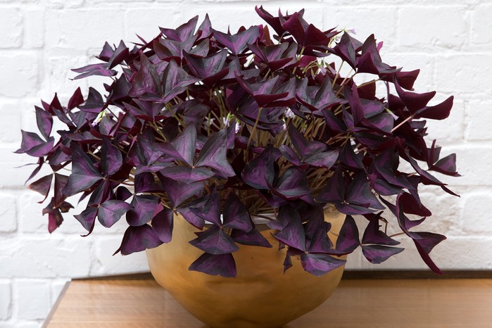 Best house plants to grow - purple shamrock