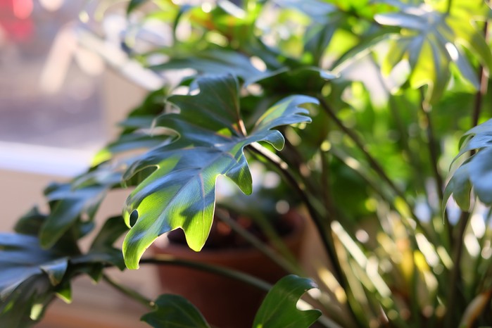 Best houseplants to grow - Philodendron xanadu