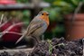 How to identify garden birds