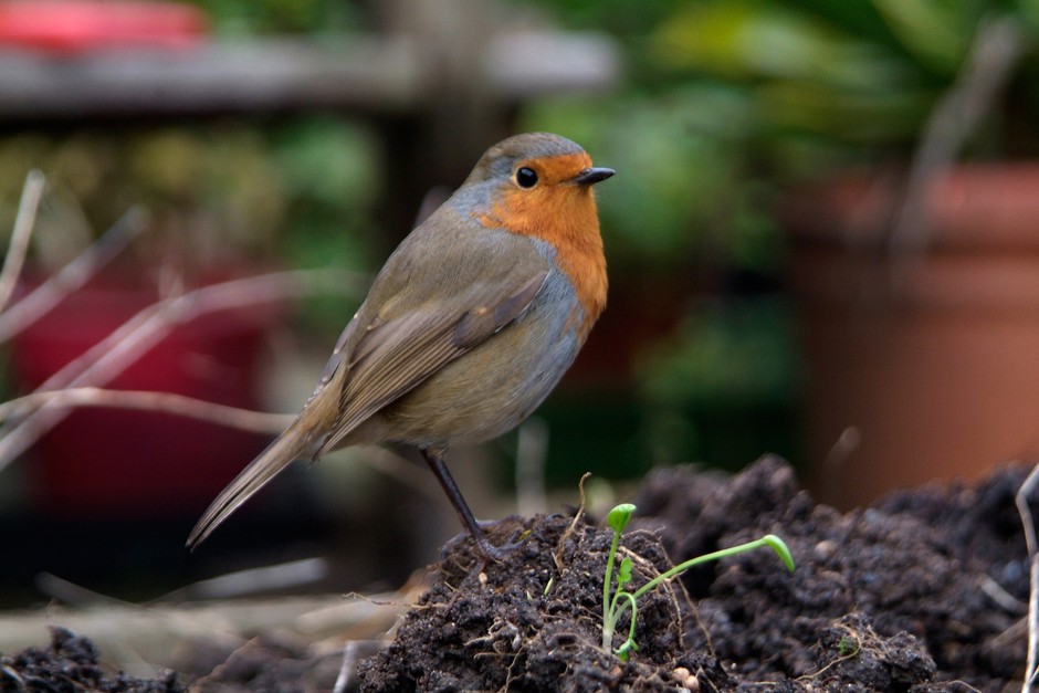 How to identify garden birds