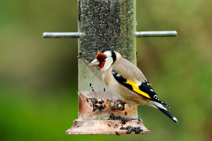 Types of bird food - goldfinch eating nijer seed
