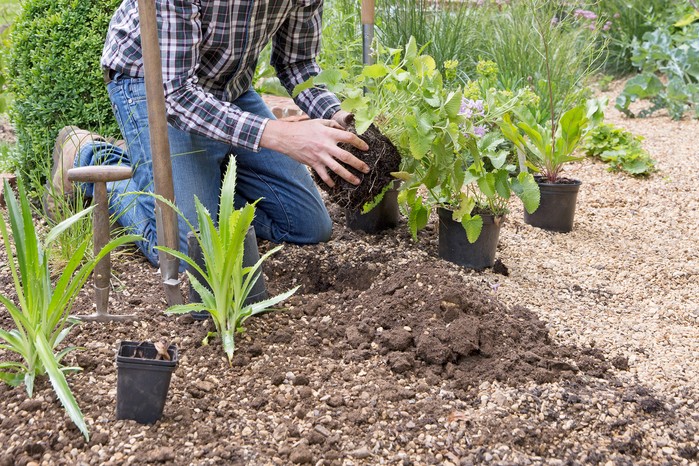 Planting perennials in the ground