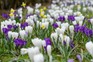 How to naturalise bulbs in grass