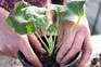 How to grow pelargoniums - Potting up pelargoniums