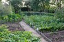 10 ways to work with nature on the veg patch