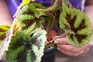 Propagating begonia