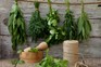 How to grow lovage - lovage drying on a rack. Getty Images