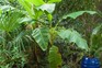 How to grow banana plants
