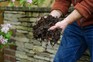 Adding compost mulch to the garden