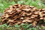 Honey Fungus, growing from a decaying tree stump. Getty Images