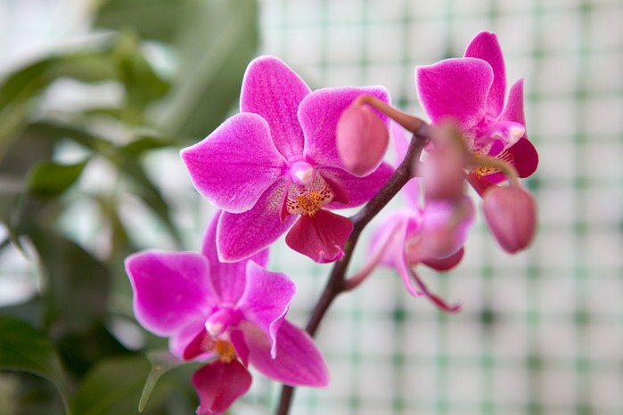 Pink flowers of moth orchid