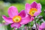 Pink flowers to grow - Japanese anemones
