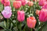 Pink tulips to grow