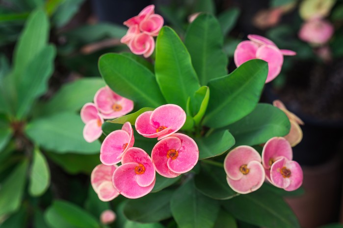 Best house plants to grow - crown of thorns