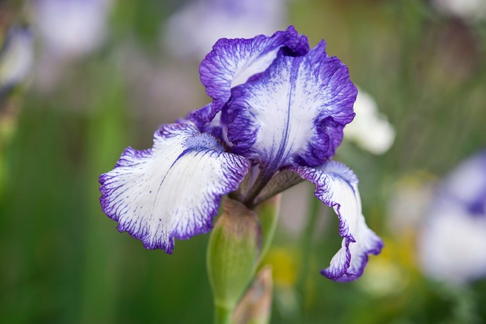 Bearded iris flower