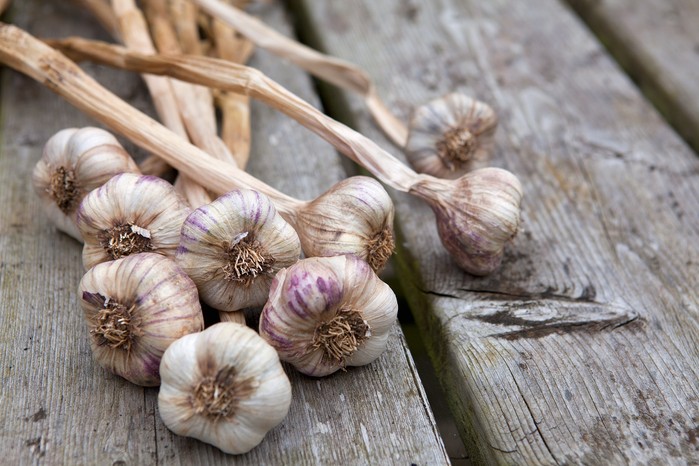 How to grow garlic - harvesting garlic