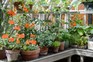 Growing houseplants – moving houseplants outdoors in summer