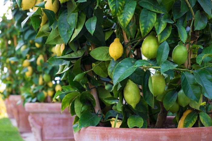 Lemon trees growing in pots. Getty Images