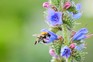 Viper's bugloss flower with common carder bumblebee