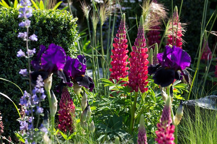 Lupin 'Gallery Red' with bearded iris 'Black Swan'
