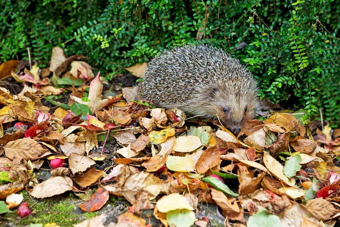 Hibernating wildlife - hedgehog in leaves