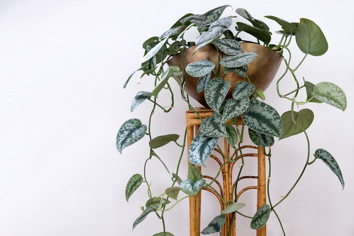 Satin pothos, Scindapsus pictus 'Exotica' on bamboo stool