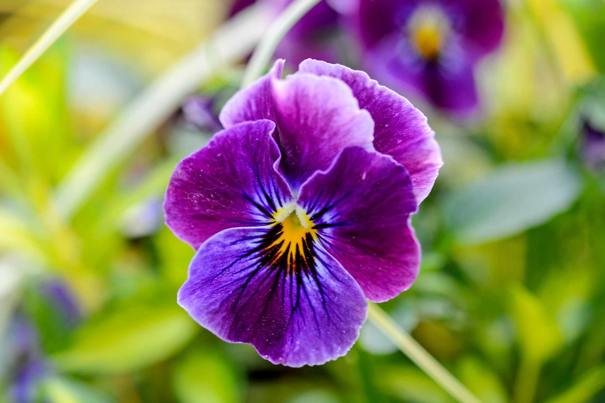 Viola cornuta flower