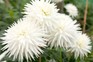 Large, pure white blooms of semi-cactus dahlia Kenora Challenger