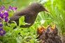 Blackbird with young brood – Getty Images