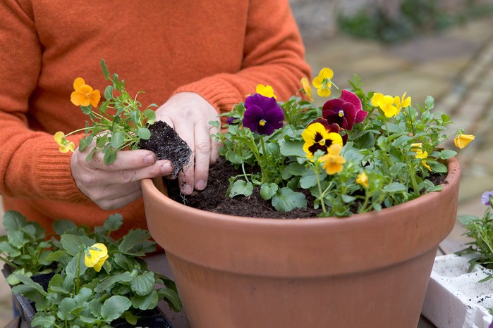 Planting winter pansies in a pot