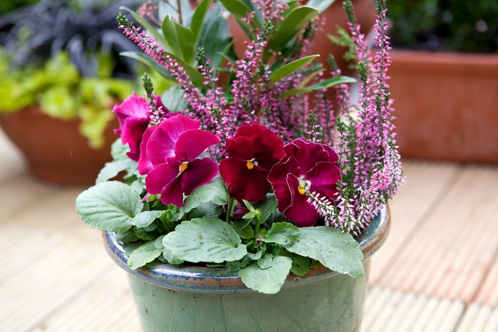 Winter pansies growing in a container display with heather and Skimmia japonica