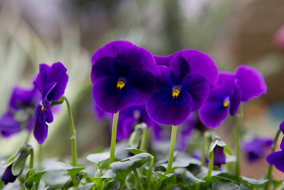 Purple winter pansies