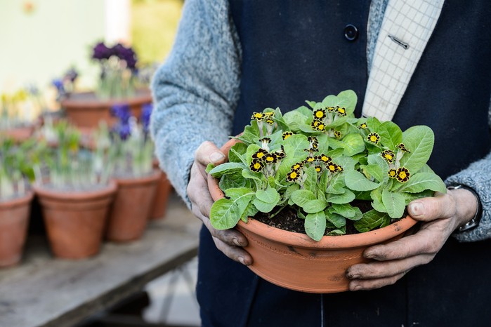 Primula auricula Gold Lace planted in a terracotta pot