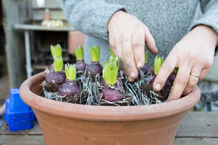 How to grow hyacinths - planting hyacinths in pots