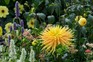 Yellow-flowered dahlias - yellow cactus growing among other herbaceous plants