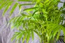Areca palm (Chrysalidocarpus lutescens). Getty Images