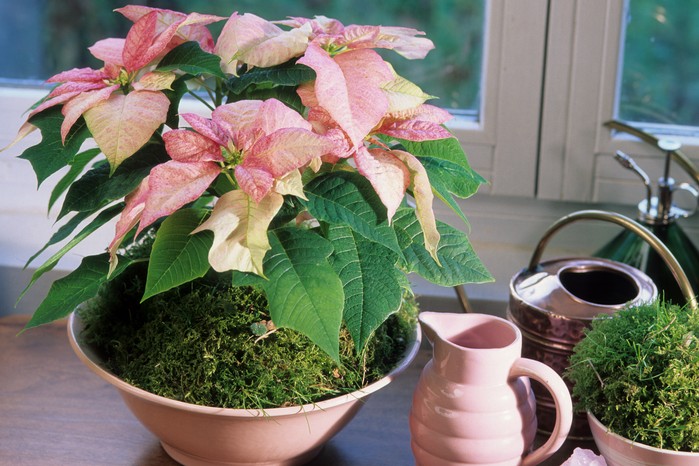 Pink poinsettia with matching watering jug. Getty Images