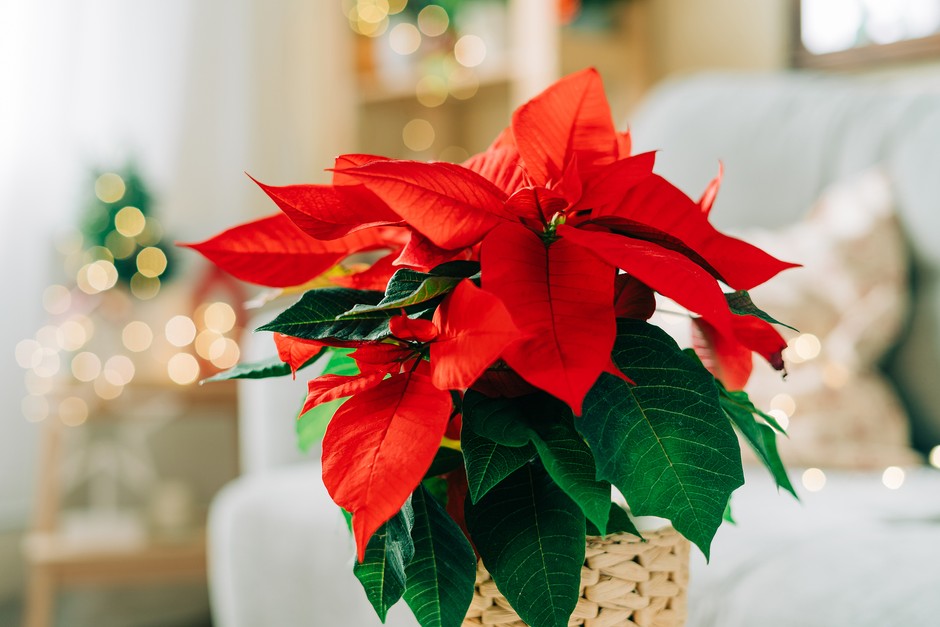 Poinsettia in pot. Getty Images