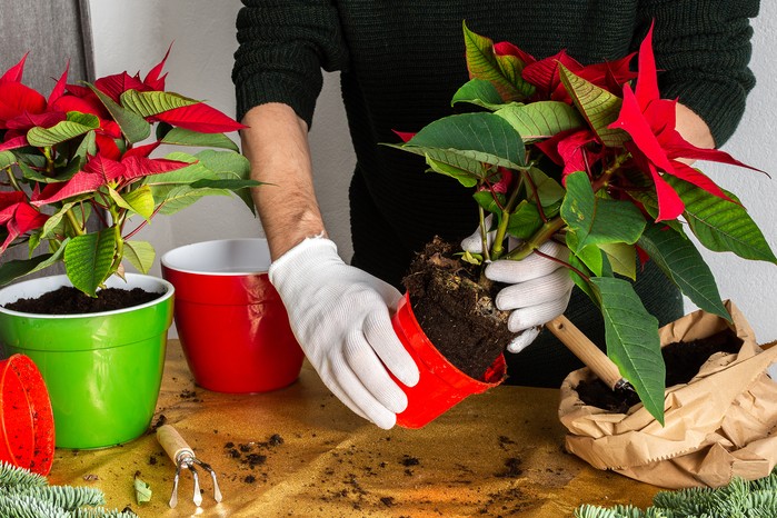 Repotting a poinsettia. Getty Images