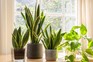 Snake plant. Getty Images