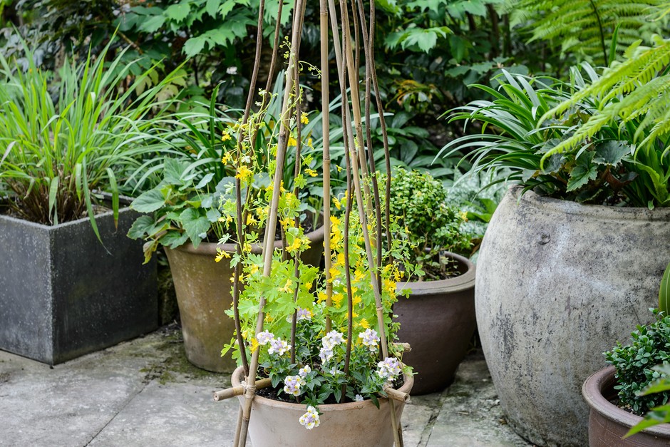 Summer container with climbing plants