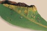 Fluffy grey juvenile bay suckers on the underside of a bay leaf that has a brown/yellow egde damaged by the infestation.